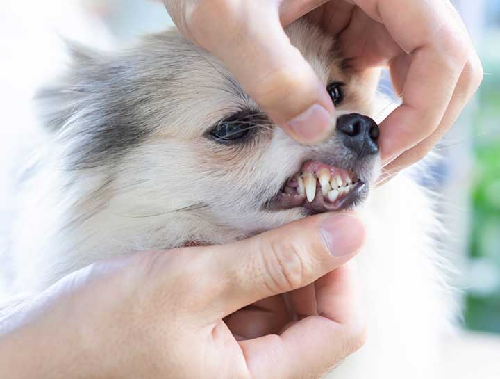 Pet Dental Care in $city